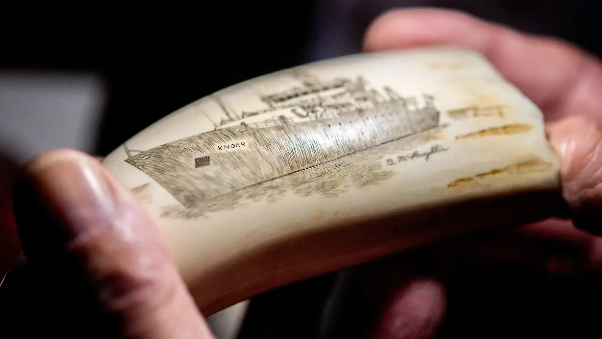 Sammler Gert Rosenbohm hält einen mit der Gravurtechnik Scrimshaw bearbeiteten Walzahn mit dem Motiv eines Walfangschiffs in den Händen. Rosenbohm sammelt Walzähne mit maritimen Motiven und verziert auch selbst Walzähne und Knochen mit der besonderen Gravurtechnik.