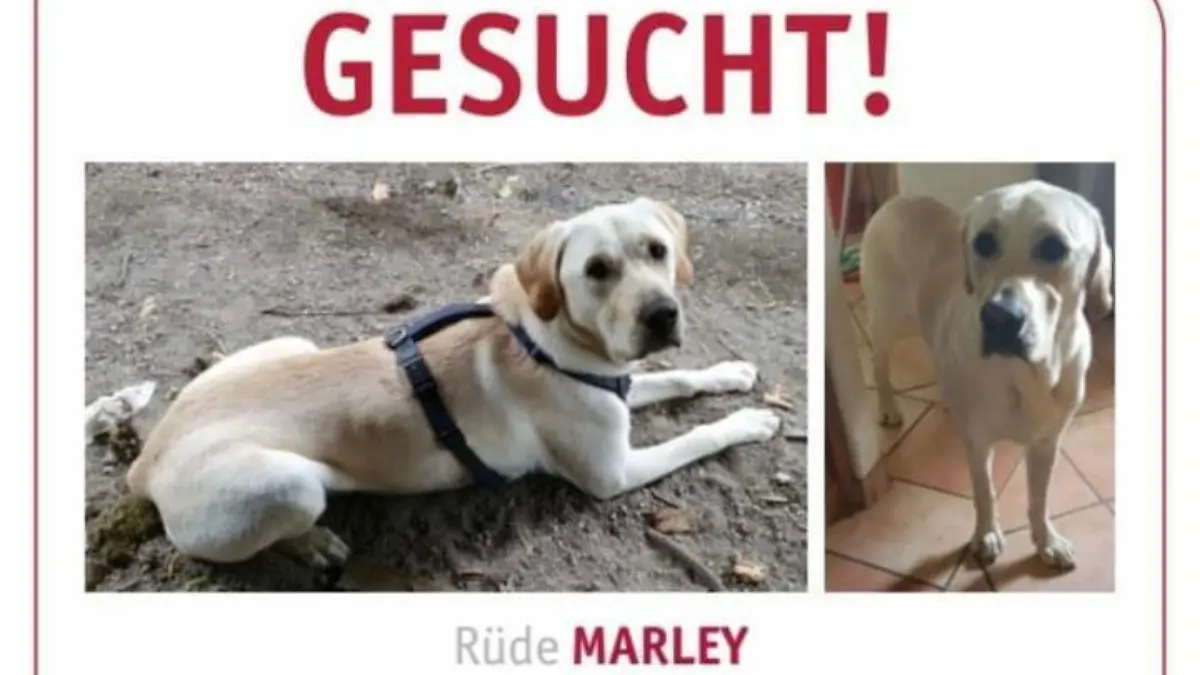 Mendig: Hund Marley entführt?