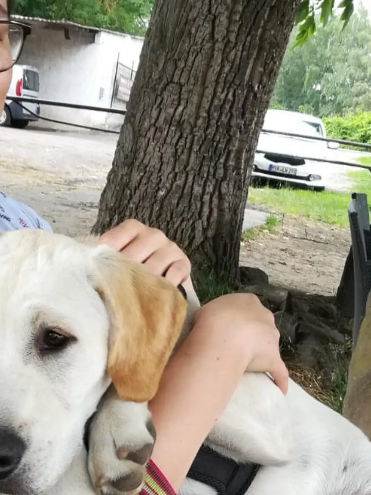 Die kleine Sophia kann kaum noch schlafen. Seit gut 10 Tagen fehlt von ihrem geliebten Hund Marley jede Spur. Der Labrador Retriever soll entführt worden sein. Die Familie aus Mendig in der Eifel setzt alles daran, den Hund wieder zurückzubekommen.