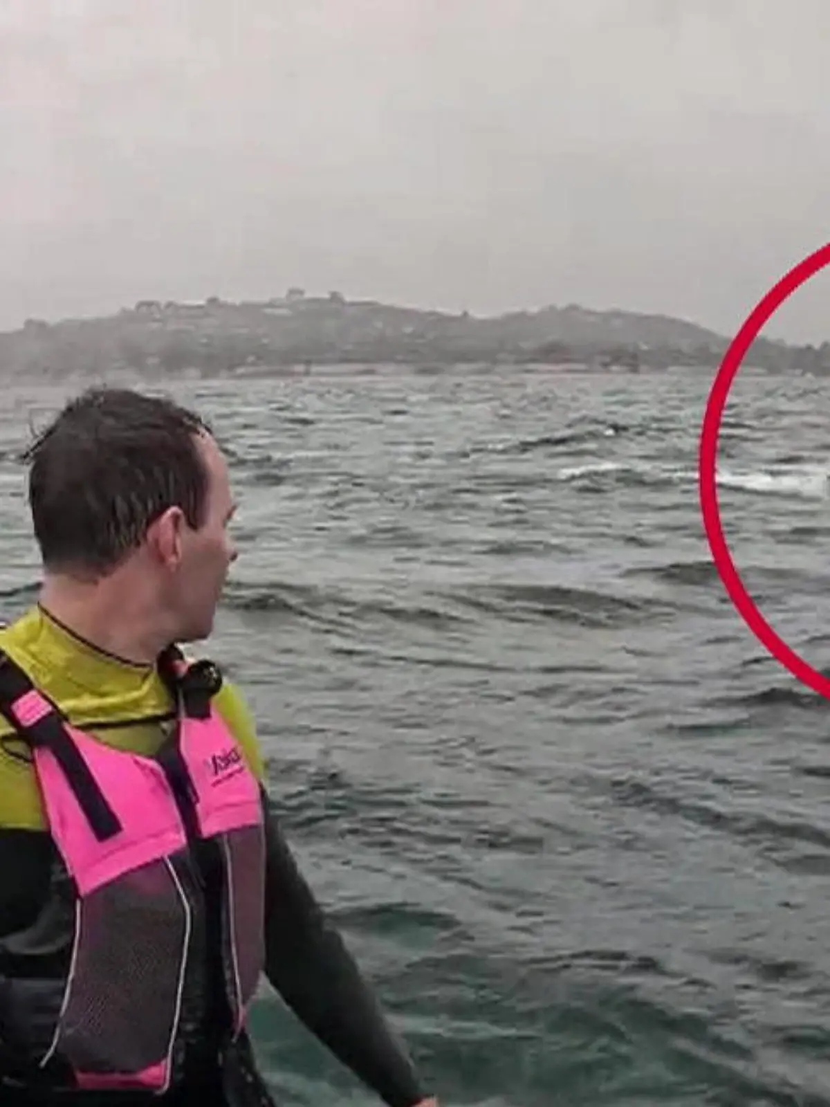 Bild zu: "Minutenlange Verfolgungsjagd! Riesiger Drei-Meter-Hai rast auf Surfer zu"