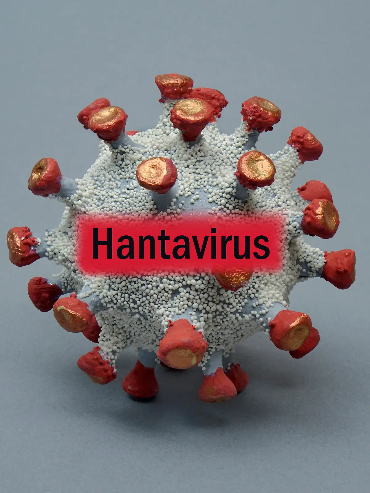 So kann man sich das Hantavirus vorstellen