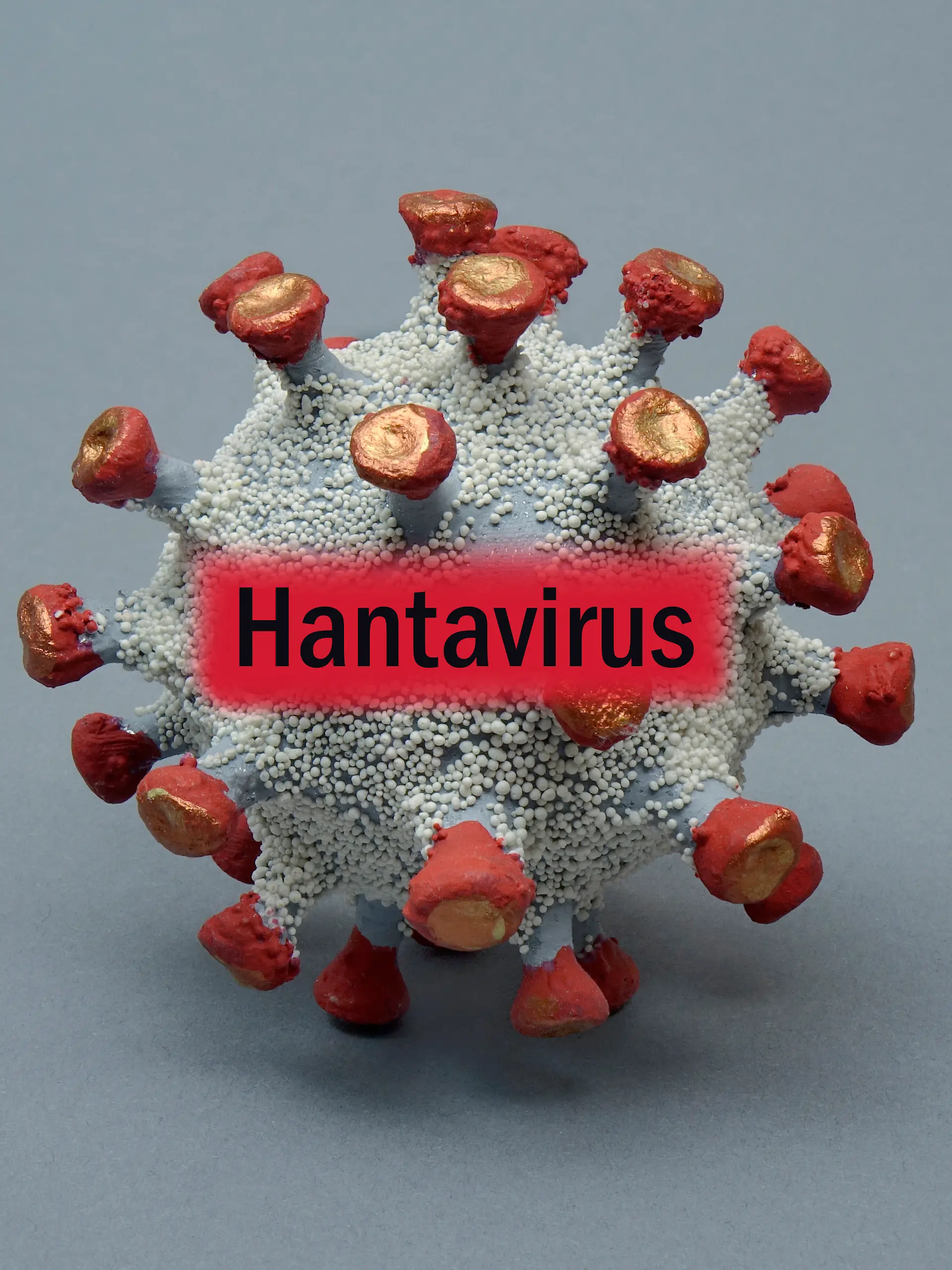 So kann man sich das Hantavirus vorstellen