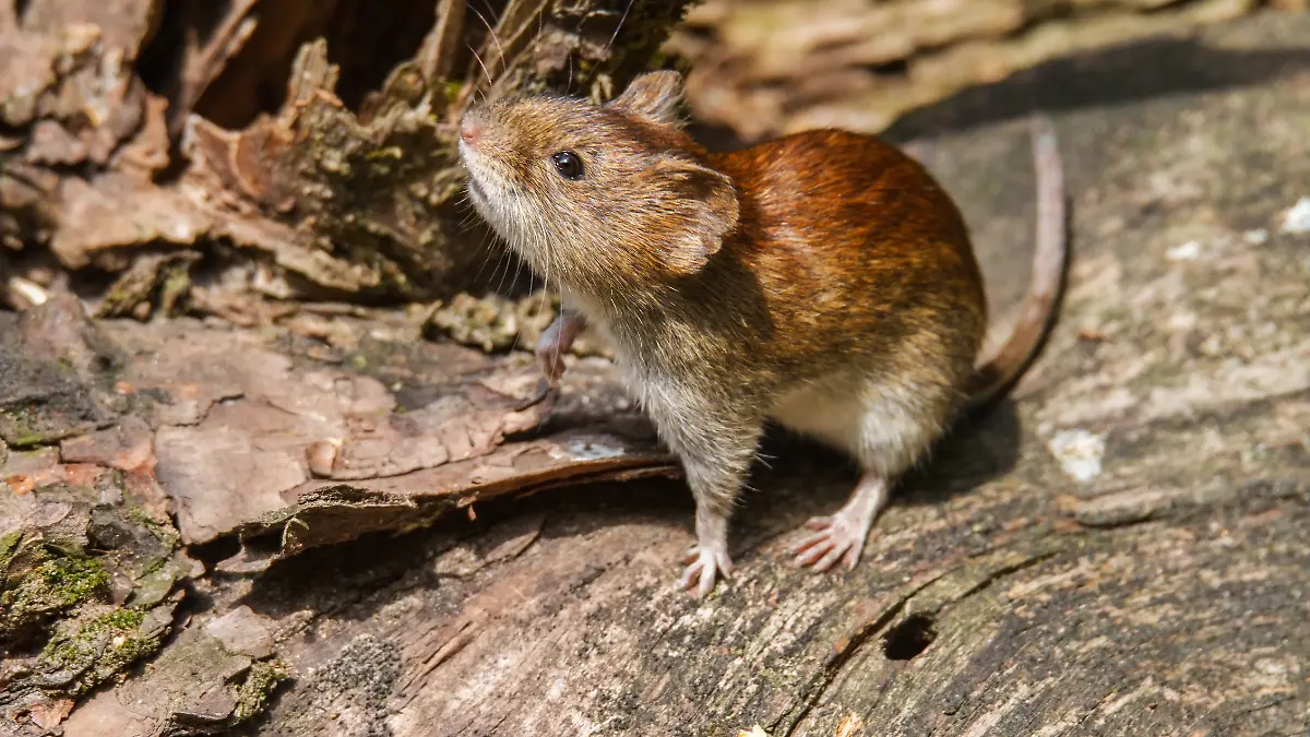 Die Rötelmaus ist Überträger des Hantavirus