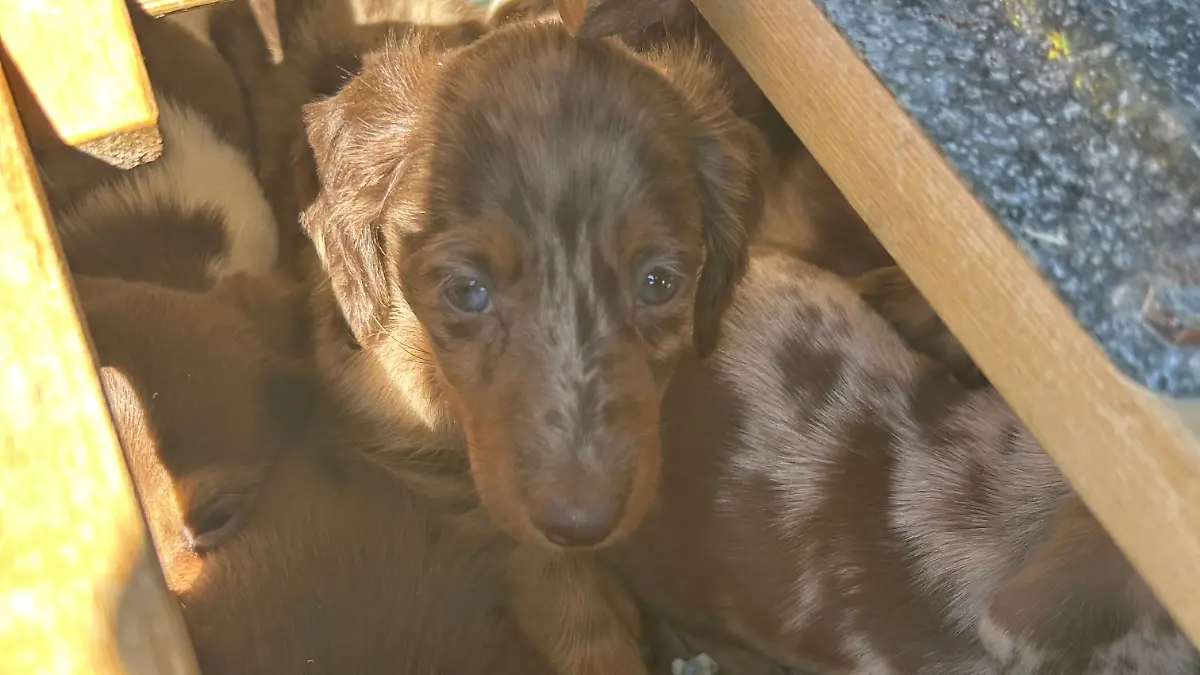 Hundewelpen.jpg