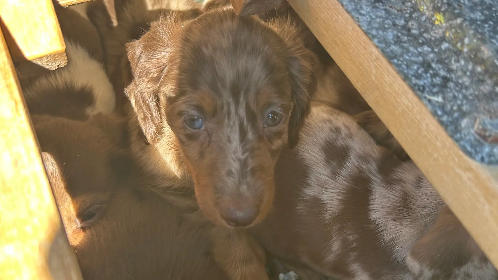 Hundewelpen.jpg