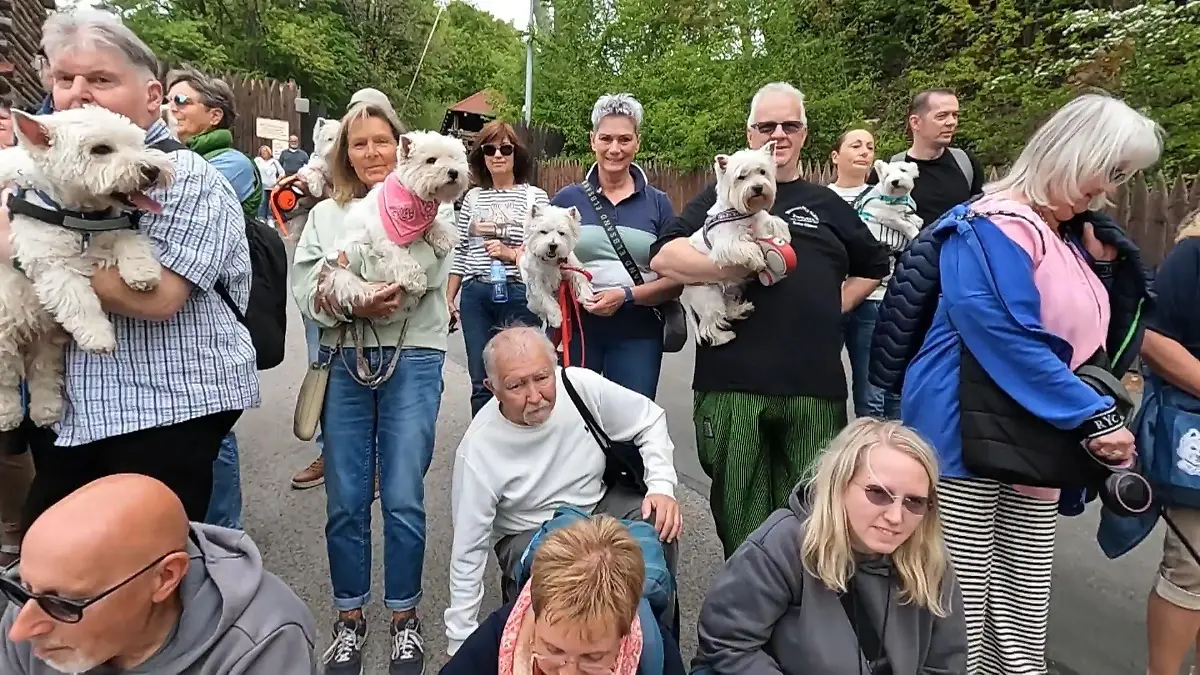 Größtes „Westie-Treffen” Deutschlands Tierisch viel los im Sauerland