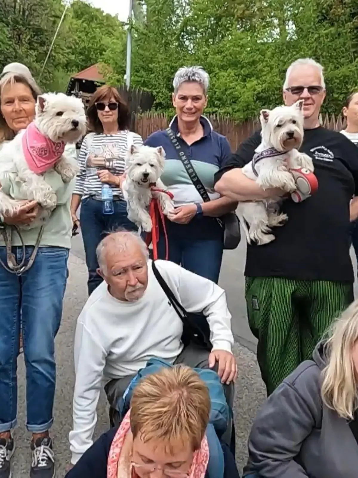 Bild zu: "Größtes „Westie-Treffen” Deutschlands"