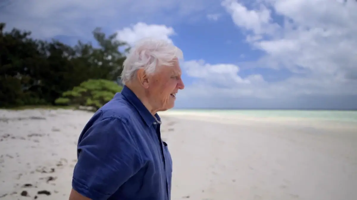 David Attenborough Loop