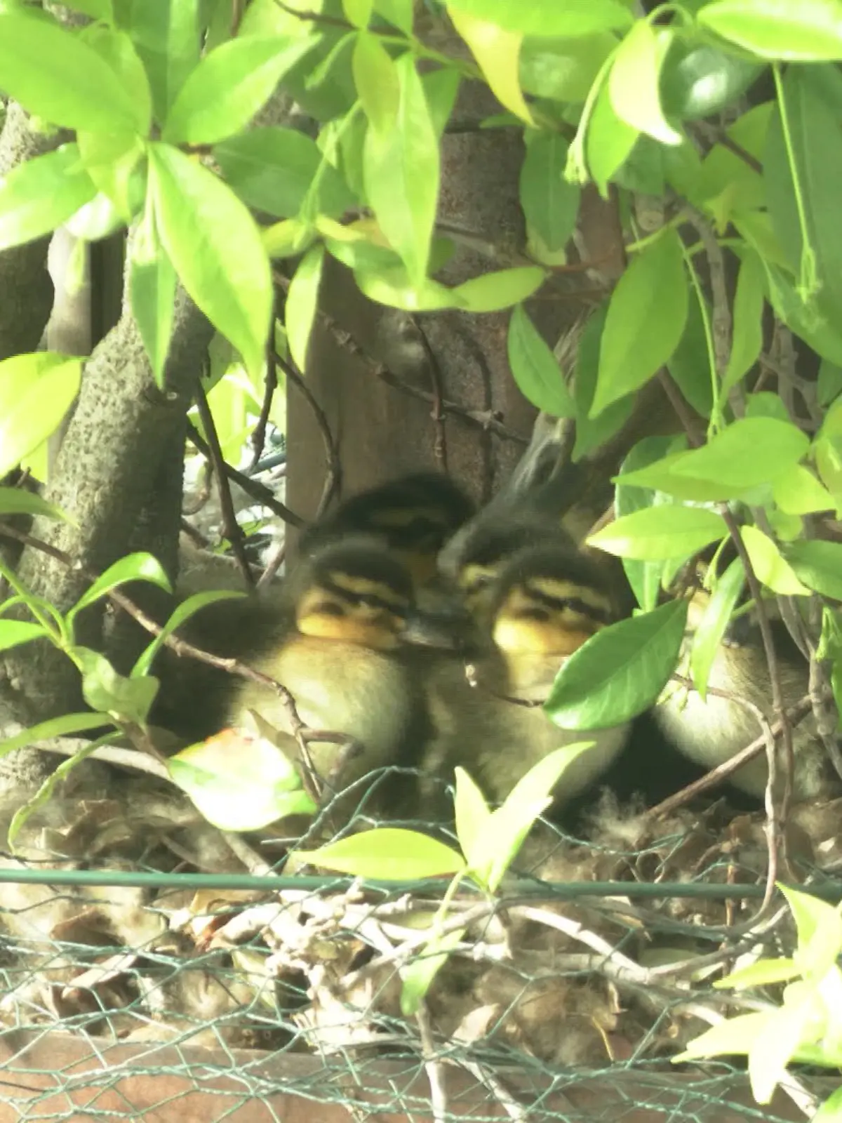 Die RTL-Ente Quackja ist nun stolze Mama von 14 Küken.