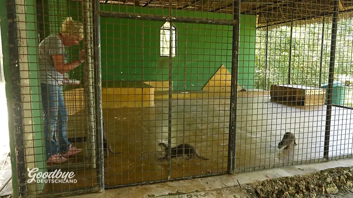 Jenny muss das Gehege sichern Otter im Angriffsmodus