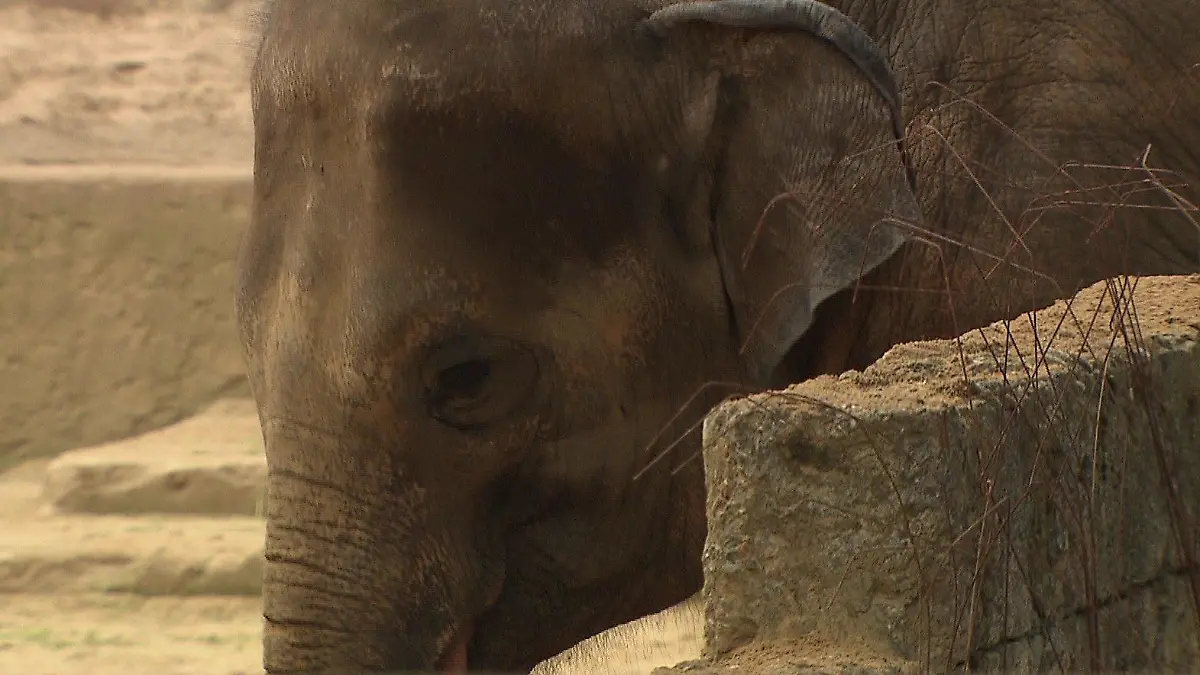 Der Zoo Hannover will ab 2024/2025 nur noch eine männliche Elefantenherde haben.