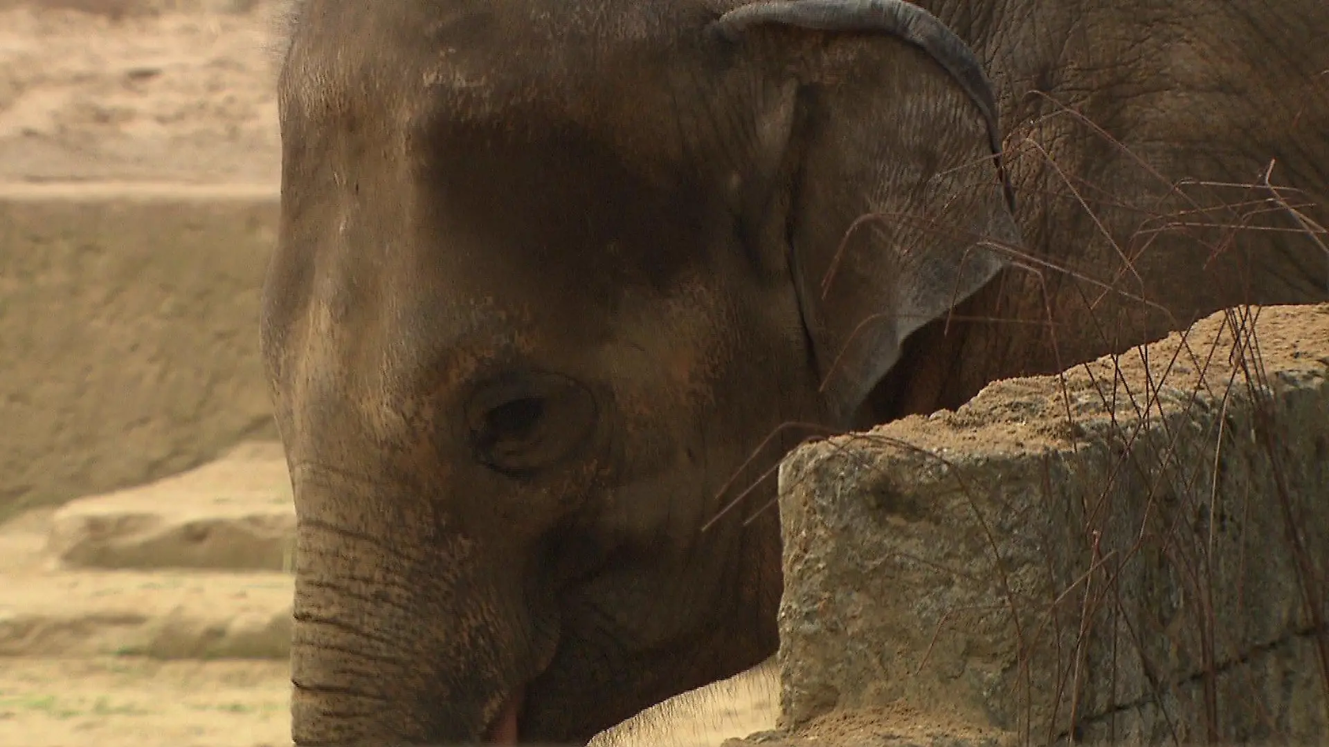 Der Zoo Hannover will ab 2024/2025 nur noch eine männliche Elefantenherde haben.