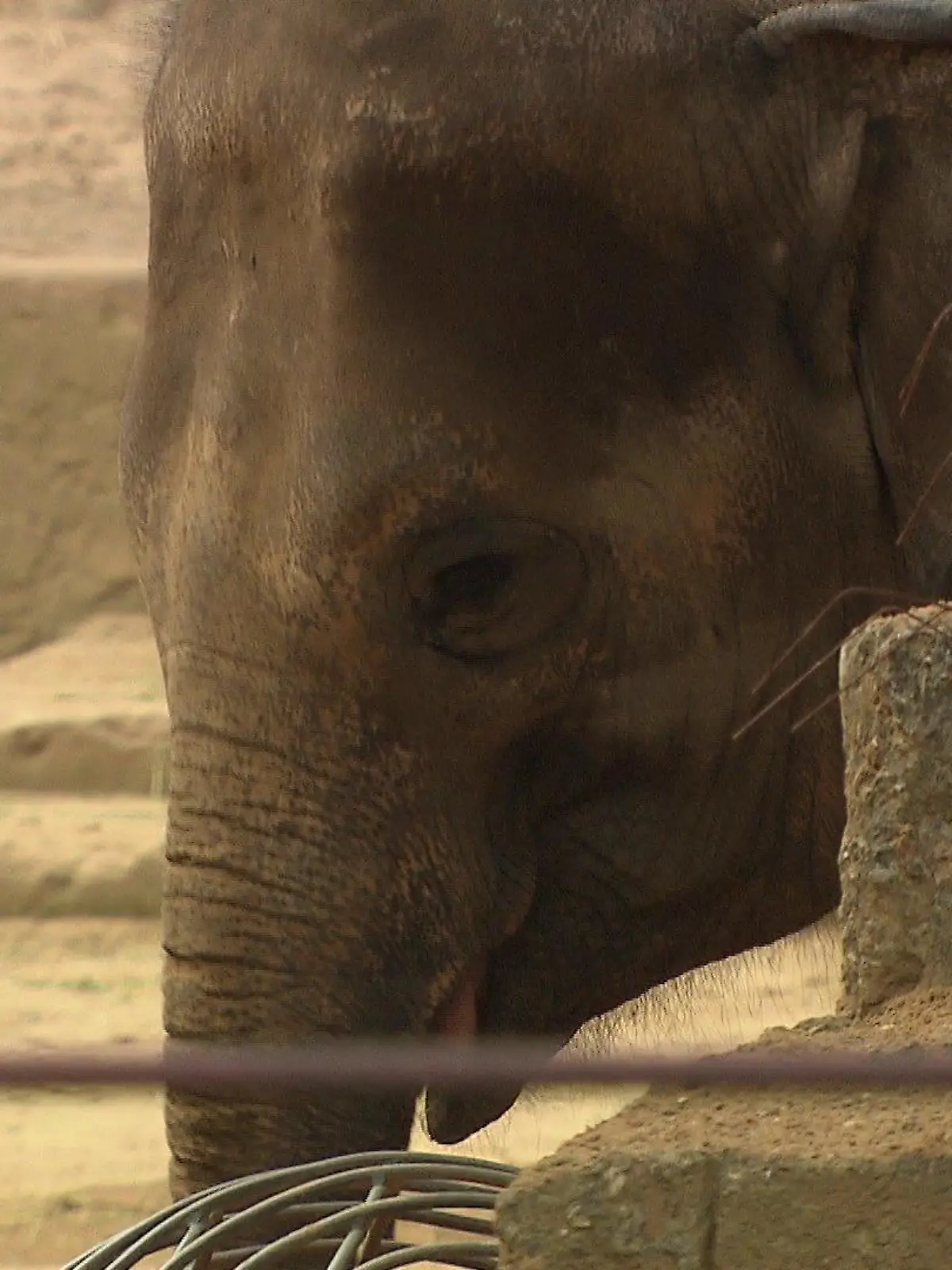 Der Zoo Hannover will ab 2024/2025 nur noch eine männliche Elefantenherde haben.