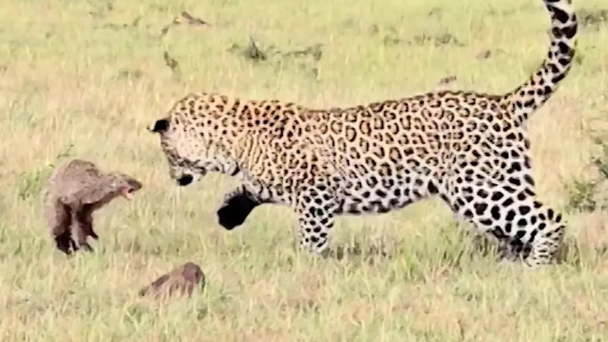 Leopard kämpft eine Stunde um Beute – dann kommt die Hyäne! Raubtier-Streit während Safari-Tour