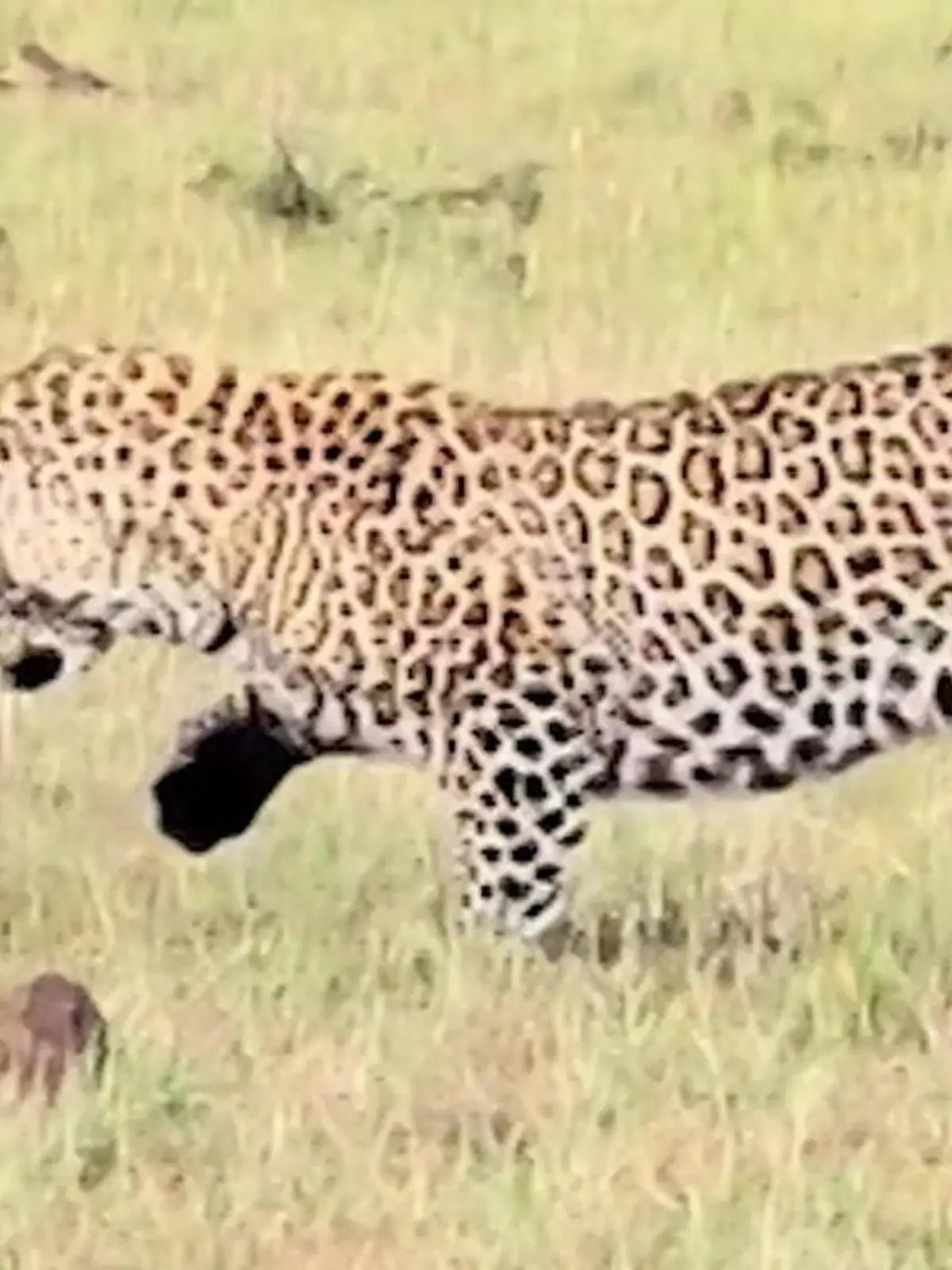 Bild zu: "Leopard kämpft eine Stunde um Beute – dann kommt die Hyäne!"