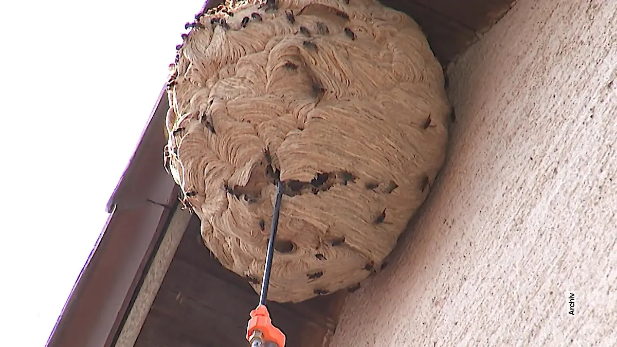 Invasive Hornisse bedroht Bienen Alarm in NRW