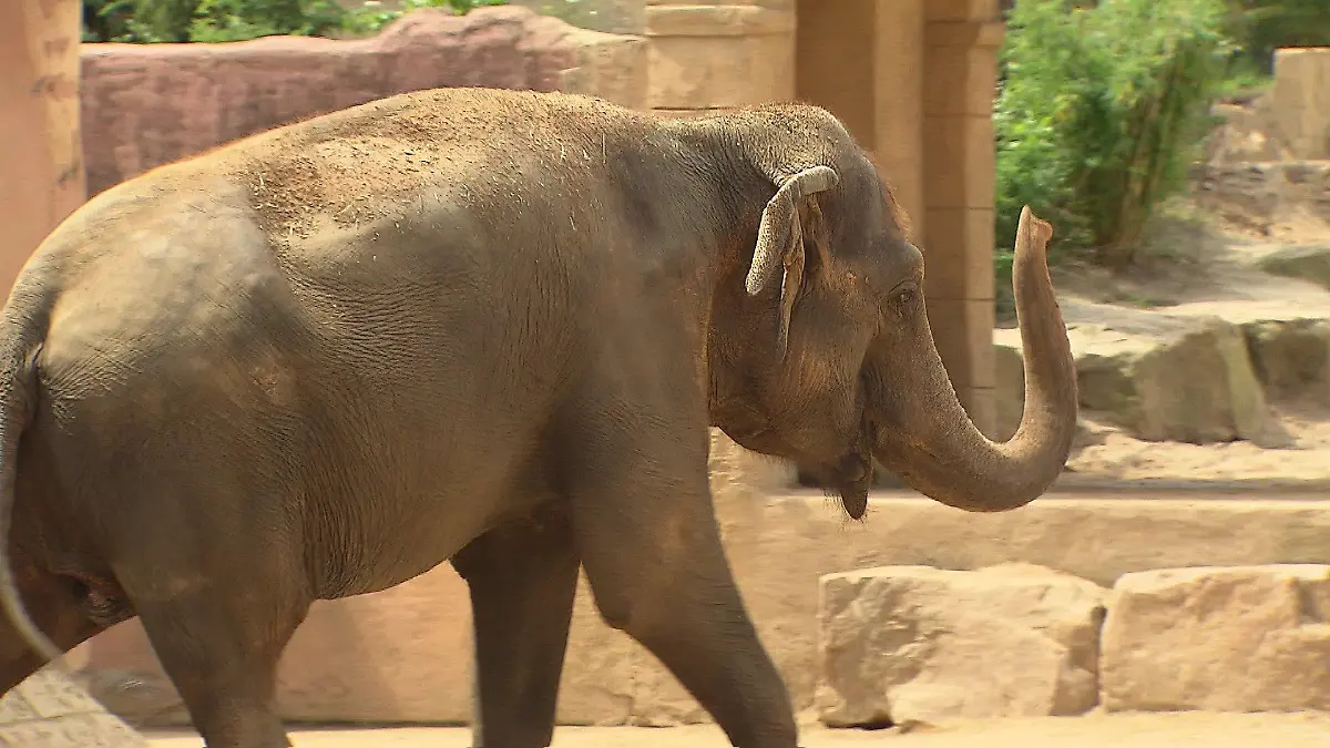 Der Zoo Hannover will ab 2024/2025 nur noch eine männliche Elefantenherde haben.