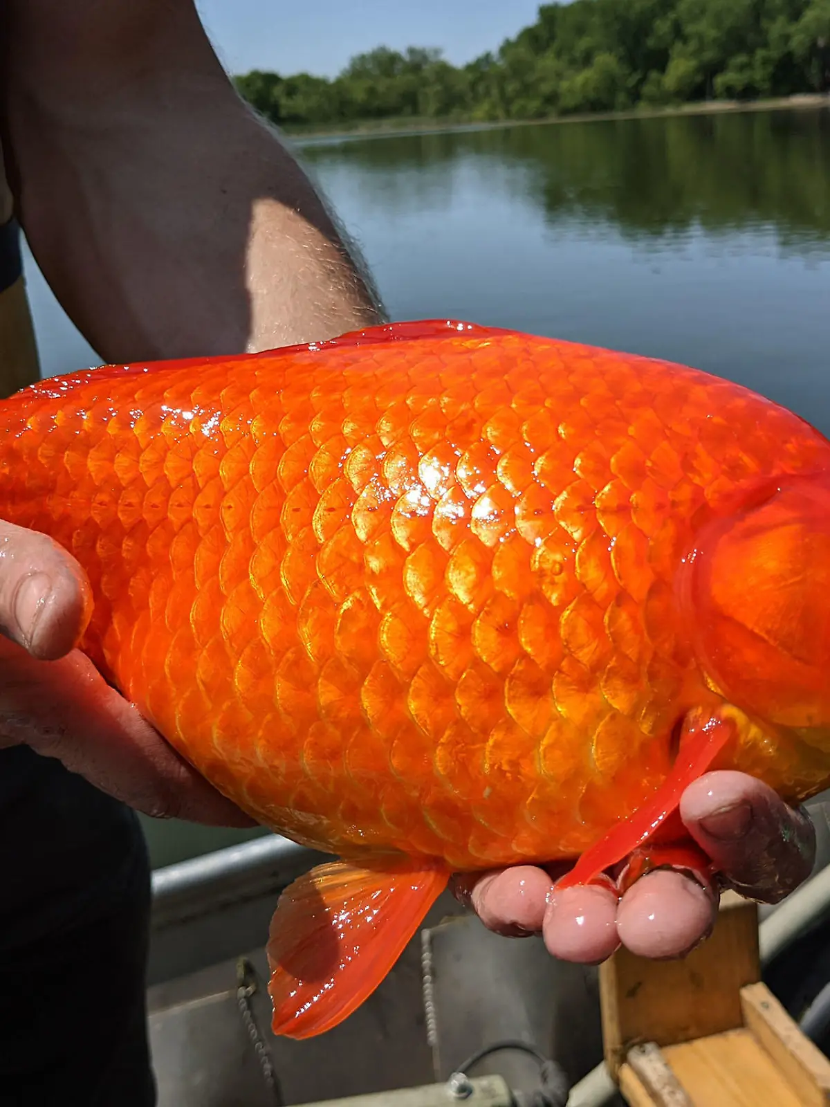 Ausgesetzter Goldfisch wird aus dem Keller Lake (Minnesota) herausgezogen.