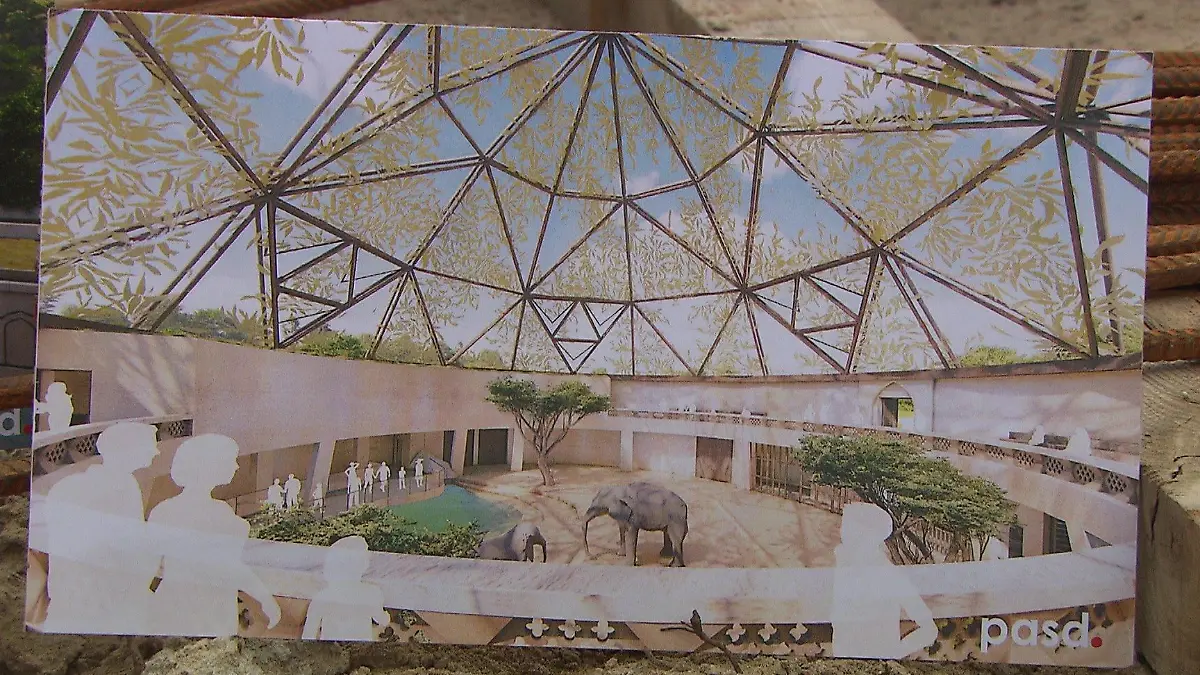 Der Zoo Hannover will ab 2024/2025 nur noch eine männliche Elefantenherde haben.