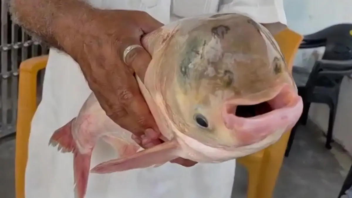 Sensations-Fang! Für diesen mutierten Grusel-Fisch stehen Menschen Schlange Er hat vier Augen