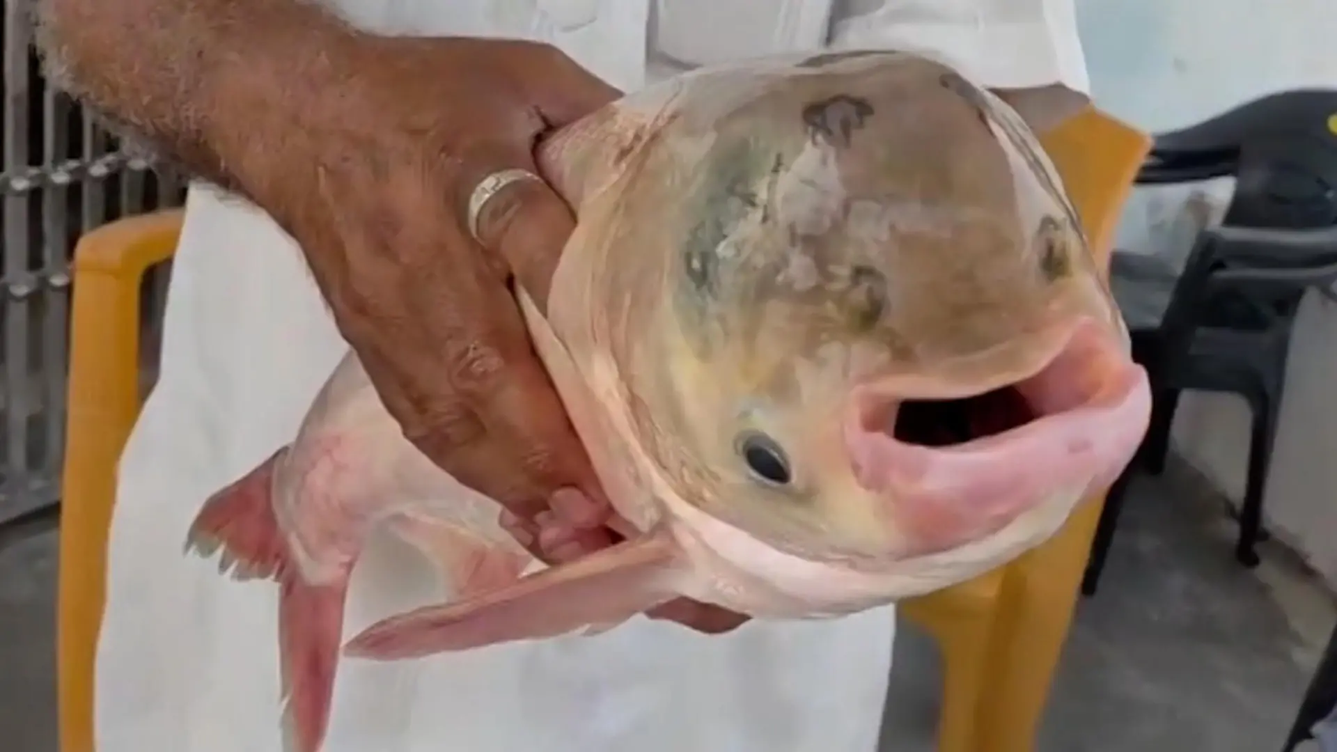 Sensations-Fang! Für diesen mutierten Grusel-Fisch stehen Menschen Schlange Er hat vier Augen