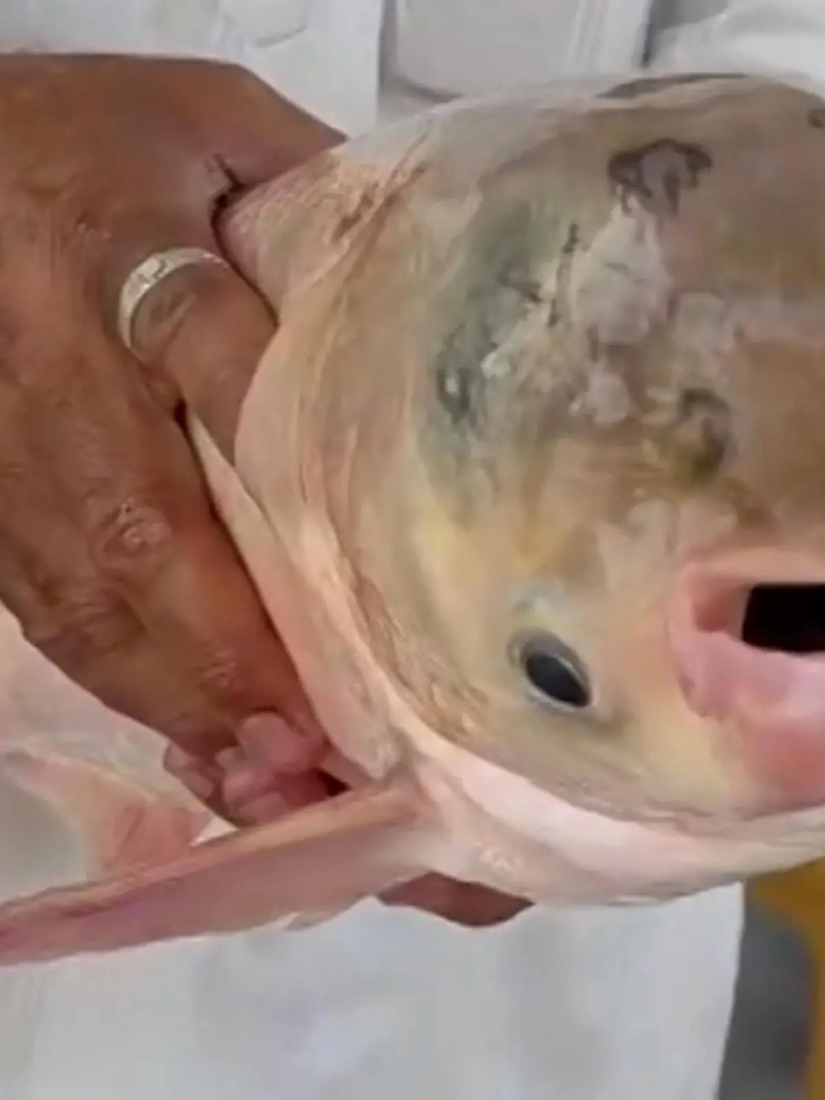 Bild zu: "Sensations-Fang! Für diesen mutierten Grusel-Fisch stehen Menschen Schlange"
