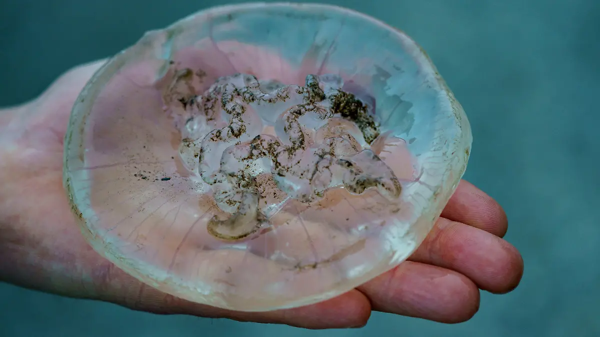 09.07.2021, Schleswig-Holstein, Kiel: Ein Mann hält am Ufer der Kieler Förde eine Qualle in der Hand. Das Vorkommen von Quallen am Ostseestrand nimmt zu, Forscher arbeiten an einer Vorhersage-App für das Quallen-Vorkommen. Foto: Axel Heimken/dpa +++ dpa-Bildfunk +++