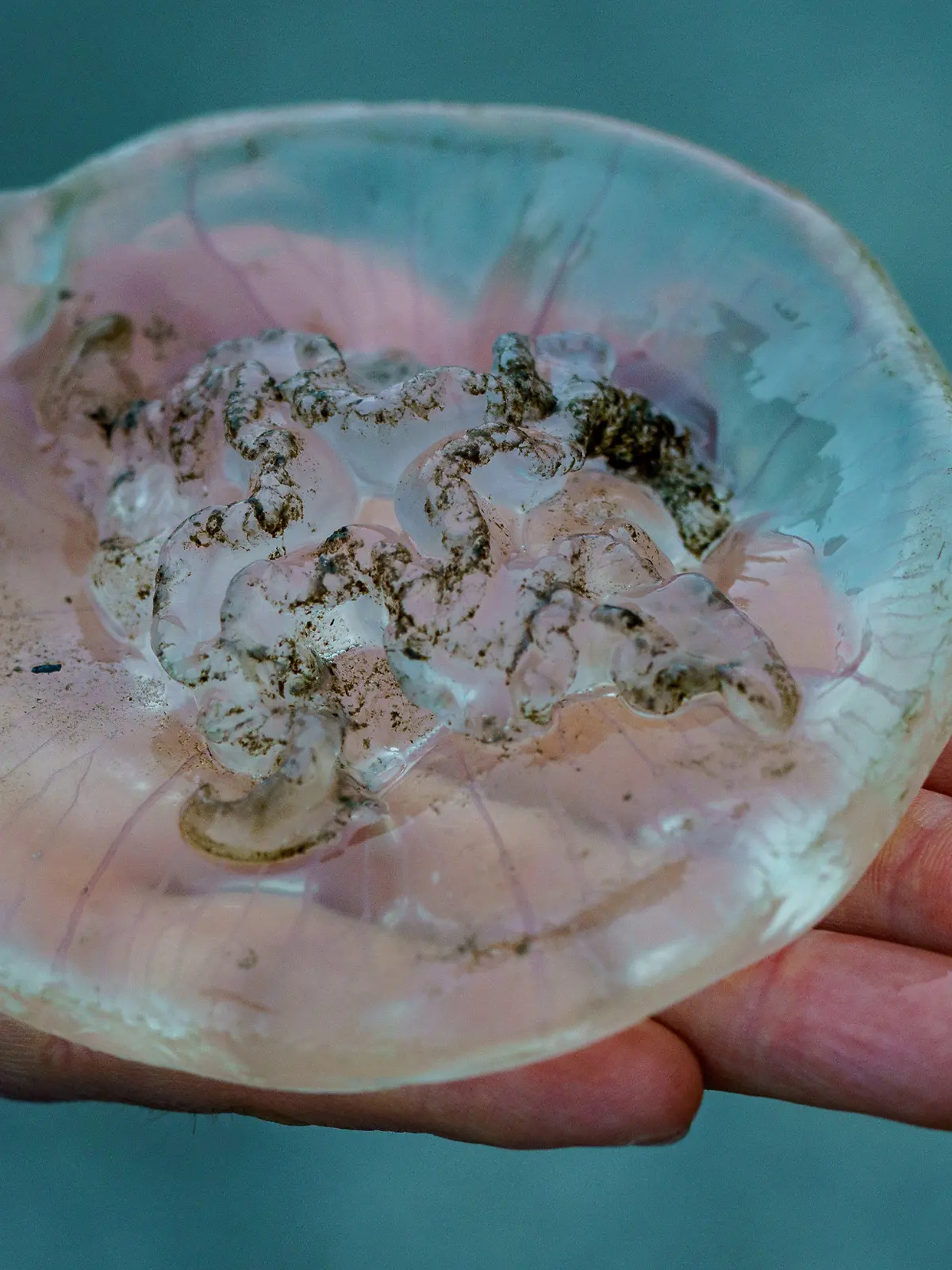 09.07.2021, Schleswig-Holstein, Kiel: Ein Mann hält am Ufer der Kieler Förde eine Qualle in der Hand. Das Vorkommen von Quallen am Ostseestrand nimmt zu, Forscher arbeiten an einer Vorhersage-App für das Quallen-Vorkommen. Foto: Axel Heimken/dpa +++ dpa-Bildfunk +++