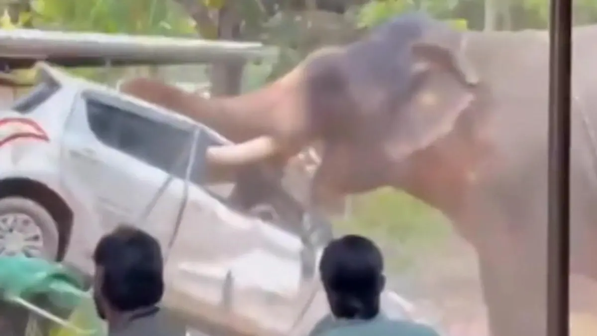 Aggro-Elefant dreht durch! Dickhäuter spießt Auto mit Stoßzähnen auf Ein Toter nach Horror in Indien