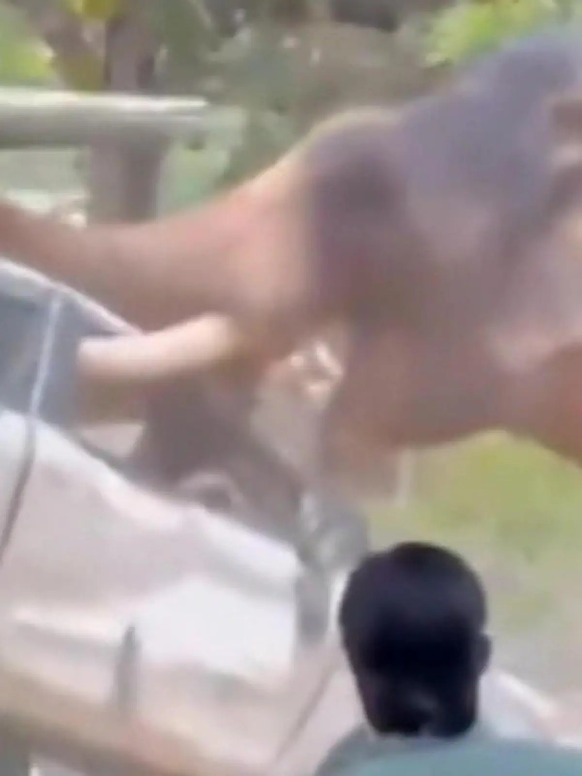 Bild zu: "Aggro-Elefant dreht durch! Dickhäuter spießt Auto mit Stoßzähnen auf"