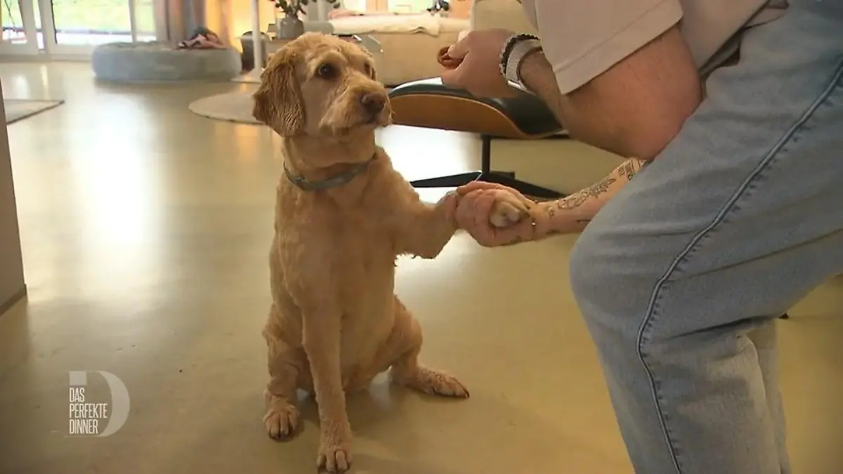 Für Paula vernachlässigt Manuel sogar sein Dinner Hundeshow