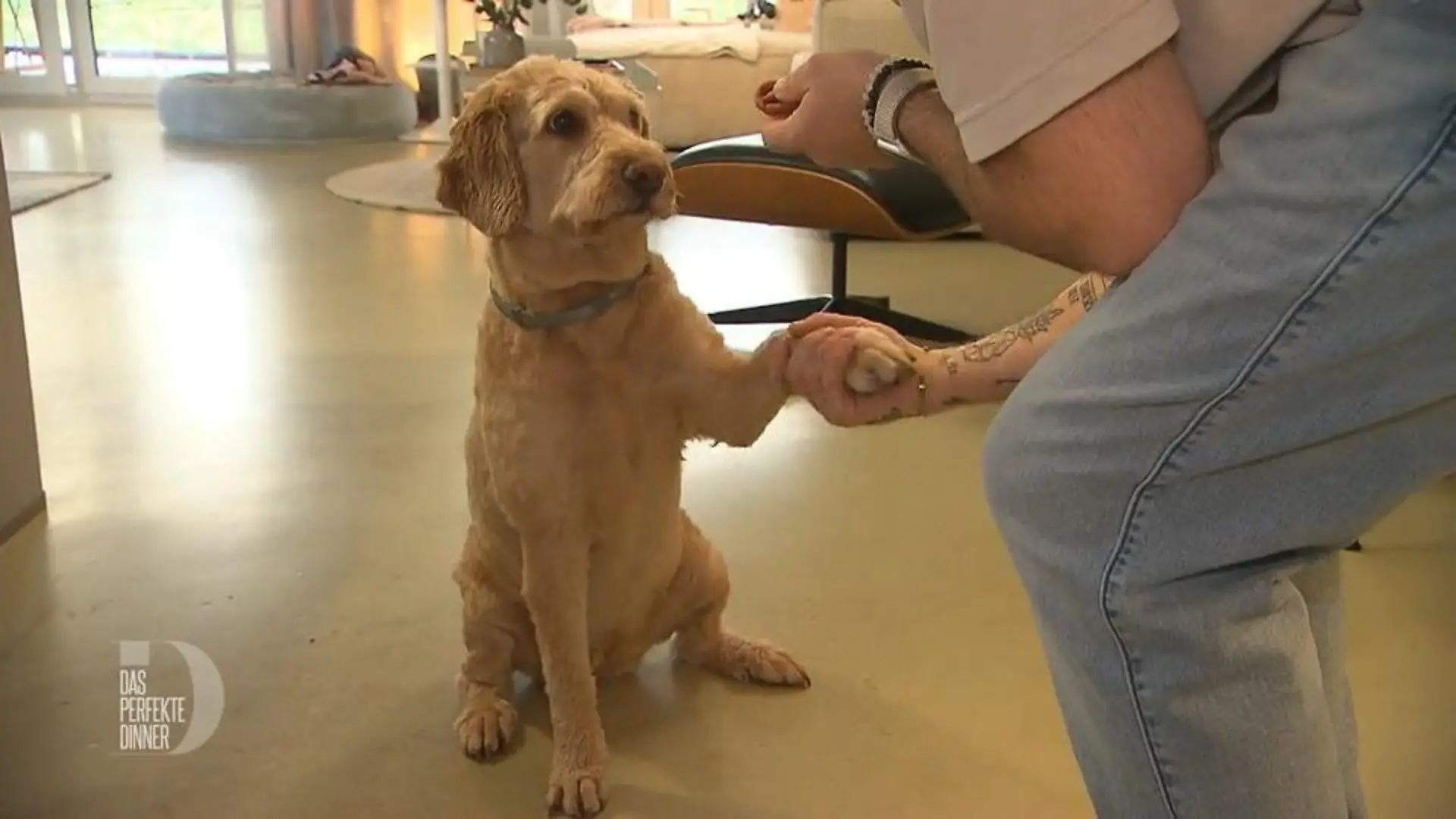 Für Paula vernachlässigt Manuel sogar sein Dinner Hundeshow
