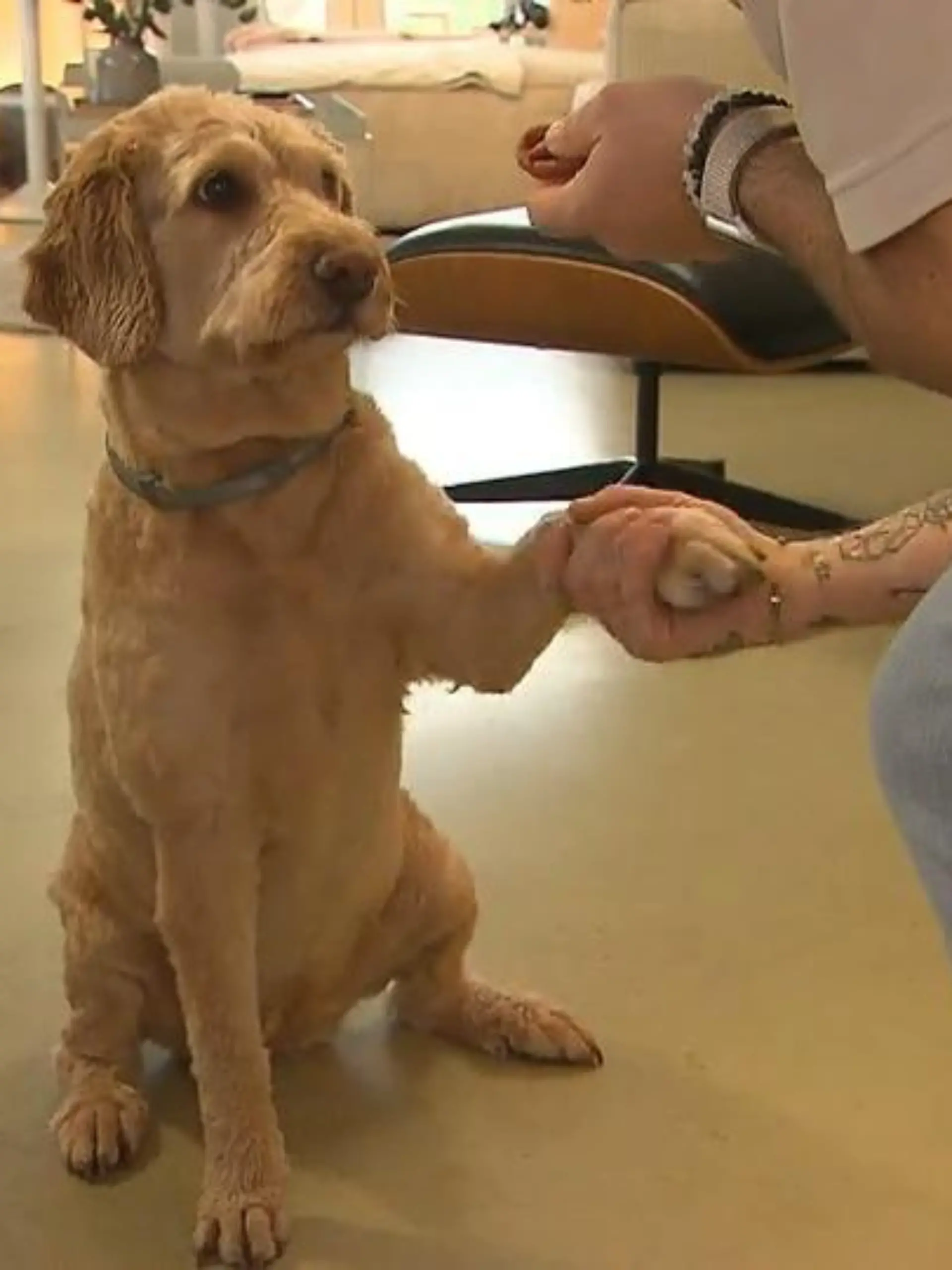 Bild zu: "Vor lauter Hundeshow verbrennt Manuel der Mürbeteig"