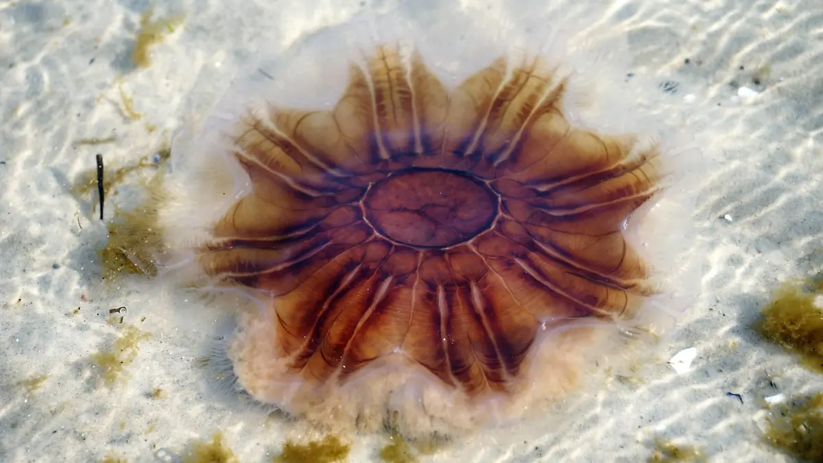 Feuerqualle, Gelbe Haarqualle, Cyanea capillata - McPODE