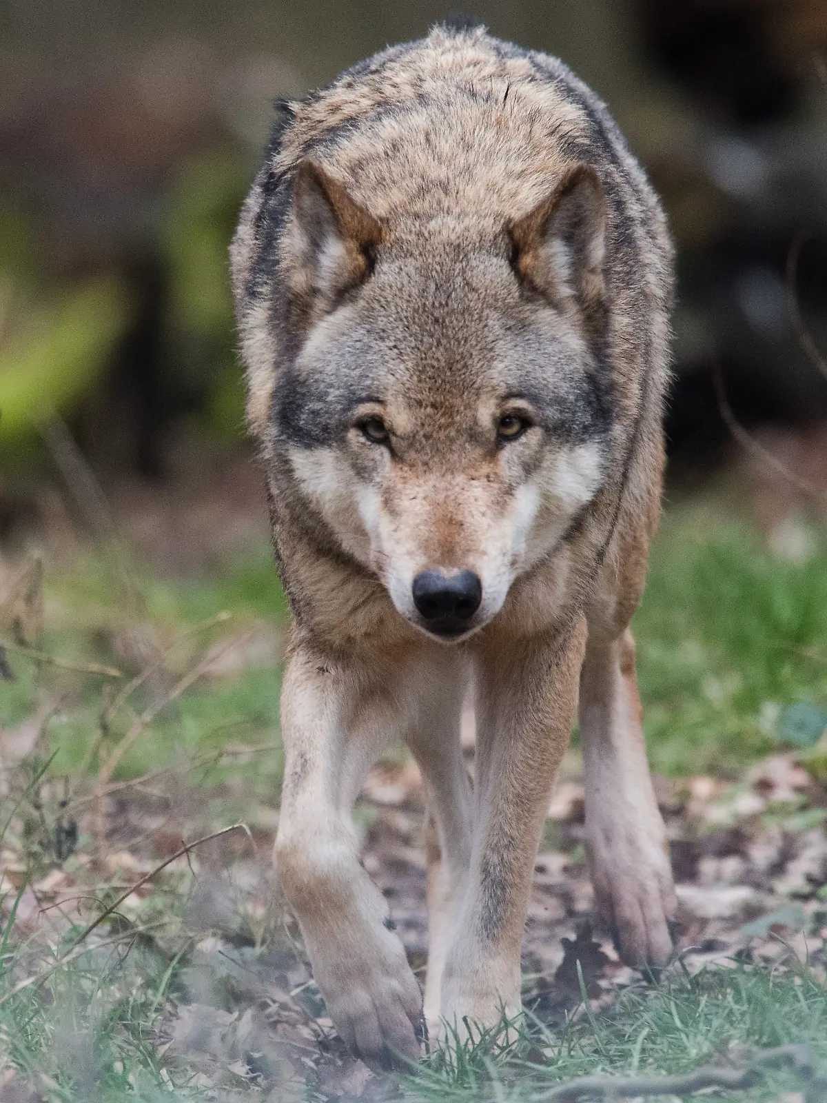 Bild zu: "Brutaler Wolfsangriff! 57 Schafe sind tot"