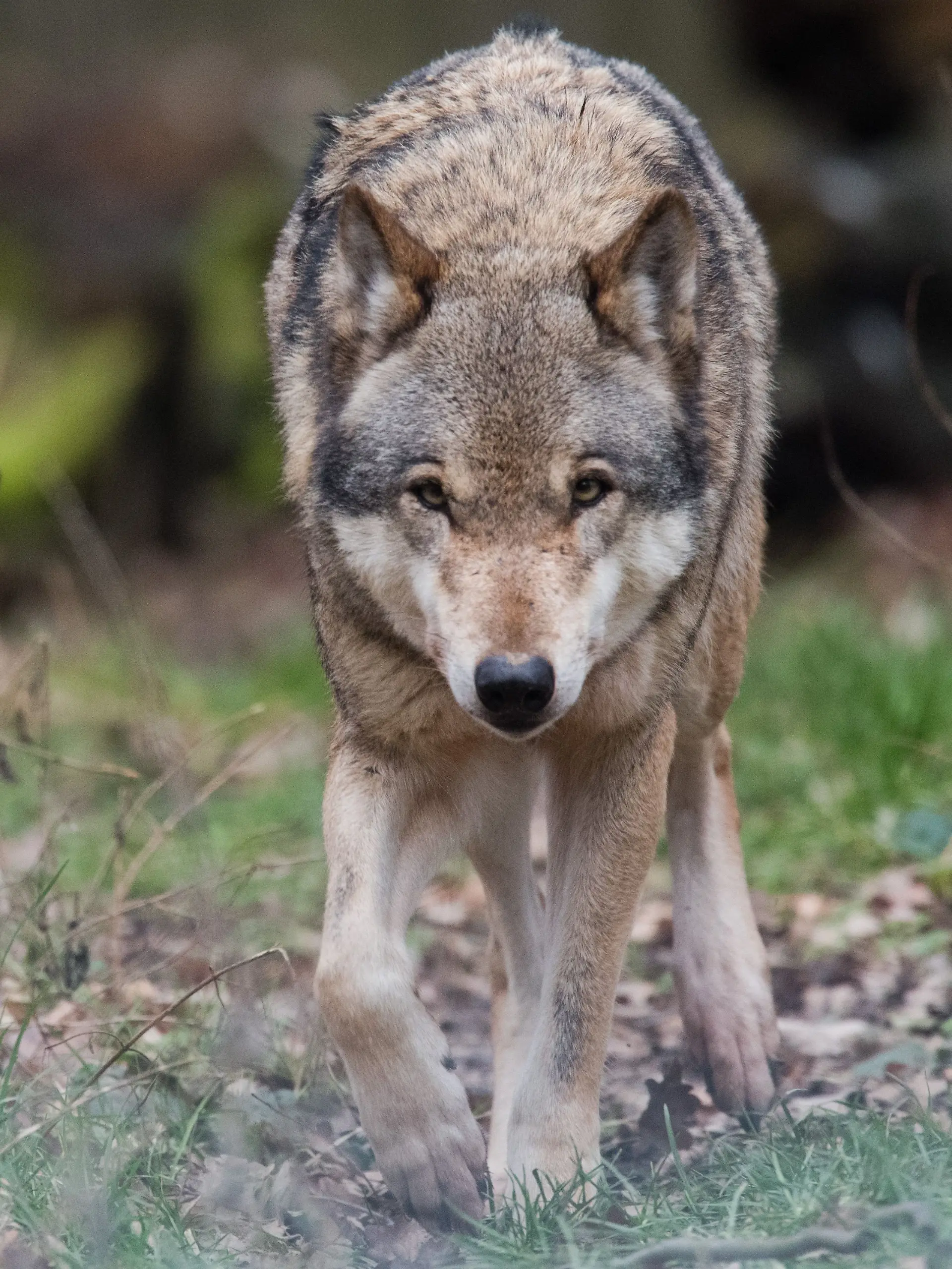Bild zu: "Brutaler Wolfsangriff! 57 Schafe sind tot"