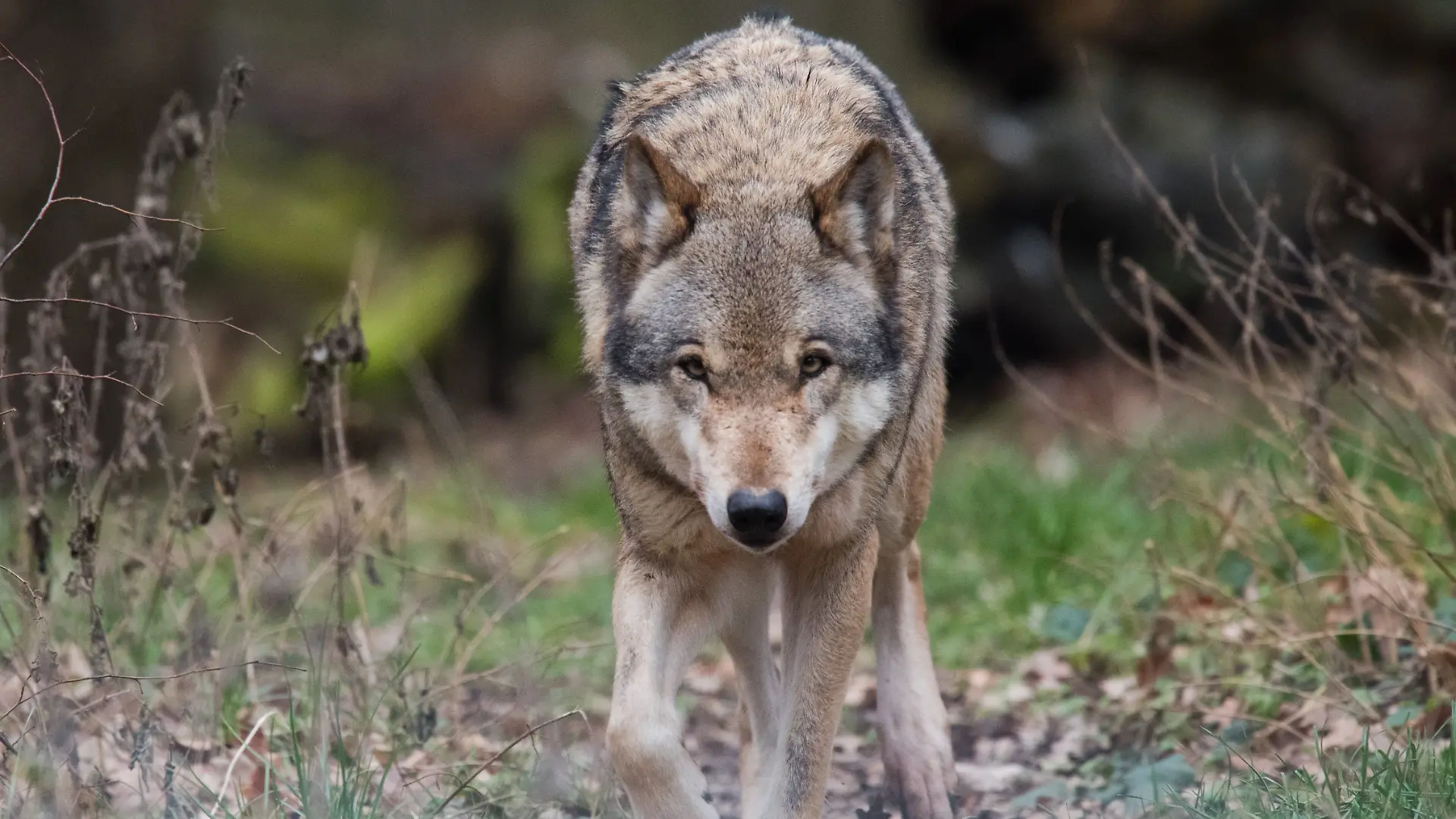 Ein ausgewachsener Wolf in freier Wildbahn
