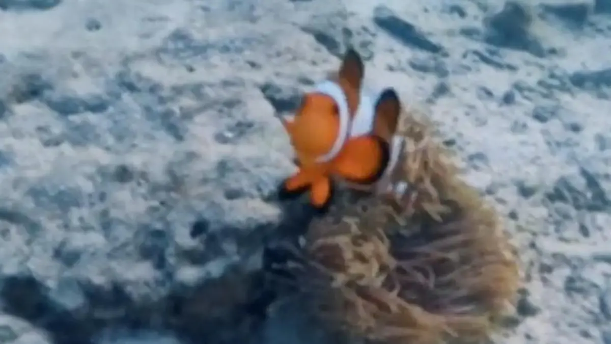 Deutsche Touristin findet Nemo – und wird von Clownfisch attackiert! Er will sein Revier verteidigen