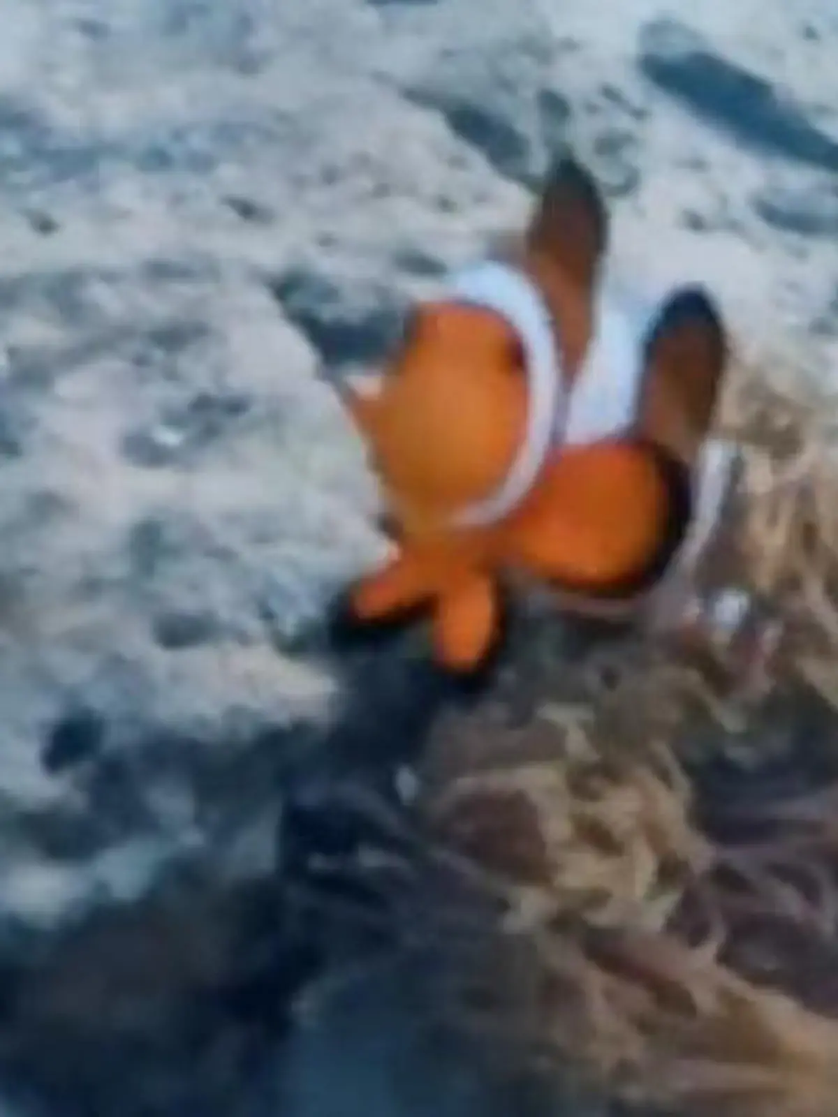 Bild zu: "Deutsche Touristin findet Nemo – und wird von Clownfisch attackiert!"