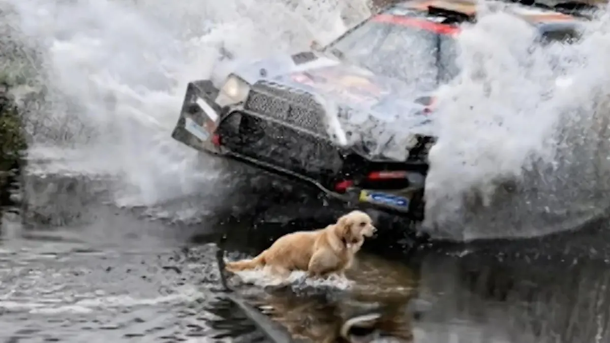 Gefährliche Badeaktion! Hund springt auf die Strecke – Rallyefahrer rast direkt auf ihn zu Schockmoment statt Abkühlung!
