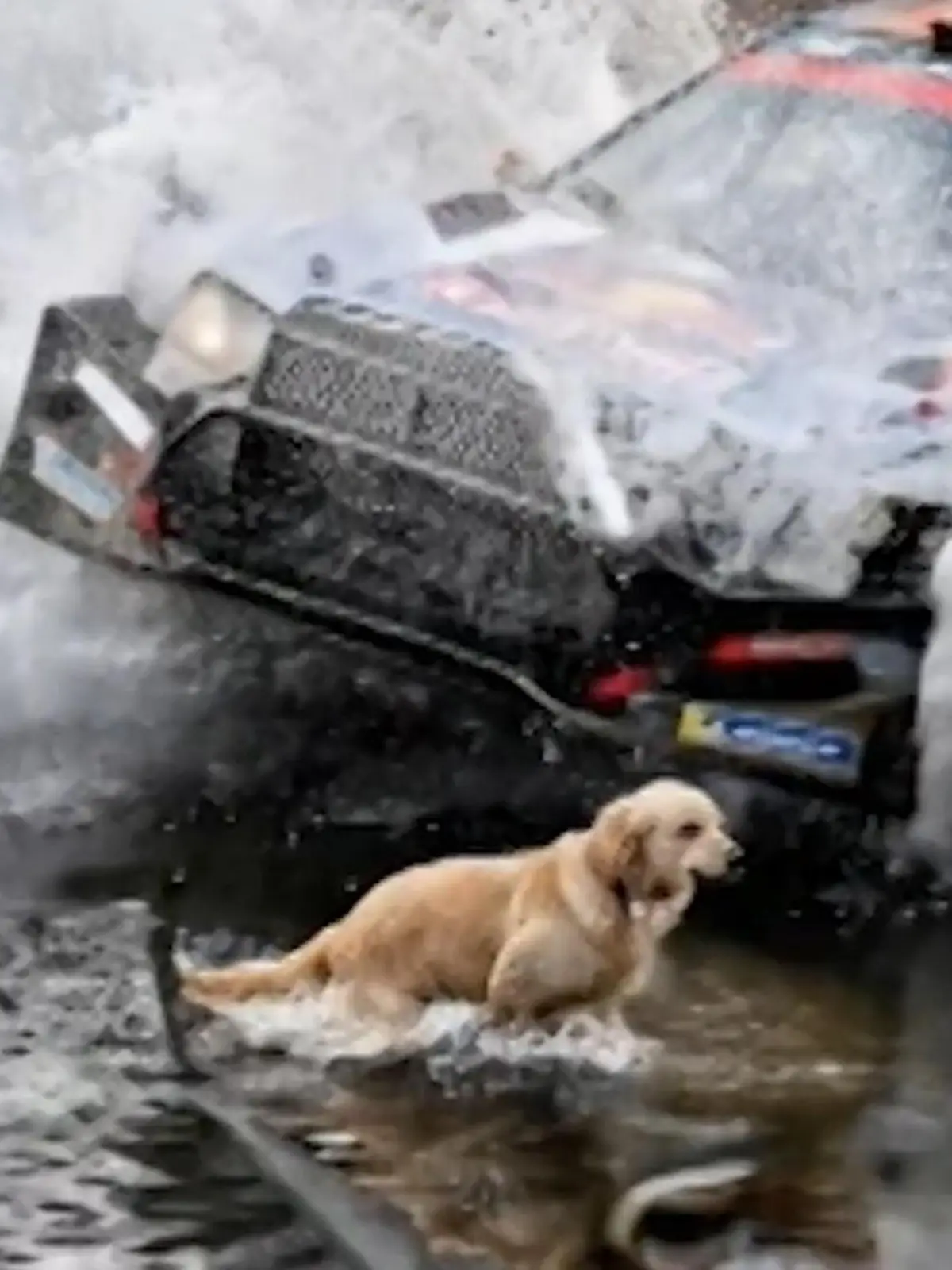 Bild zu: "Hund springt auf die Strecke – Rallyefahrer rast direkt auf ihn zu"
