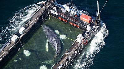 Dänemark: Ist es Timmy? Toter Wal vor Anholt entdeckt