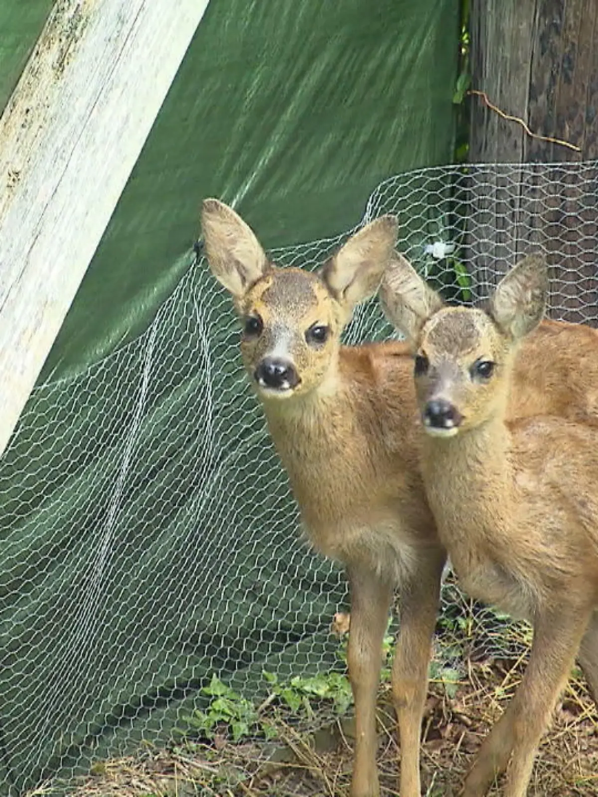 Die drei Rehkitze Frieda, Annelise und Gerda haben echt Glück gehabt, denn Bianca Reddehase findet sie genau im richtigen Augenblick, nachdem sie die Reh-Mama der drei tot am Straßenrand entdeckt. Ohne sie wären die Jungtiere wahrscheinlich verhungert, jetzt leben sie bei Bianca im Garten. Wie es den Rehkitzen geht und worauf es bei der Aufzucht von Wildtieren ankommt, das sehen Sie im Video.