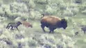 Kurz nach der Geburt! Wolfsrudel greift Bison-Kalb an – Mutter kämpft fast eine Stunde Verfolgungsjagd im Yellowstone-Nationalpark