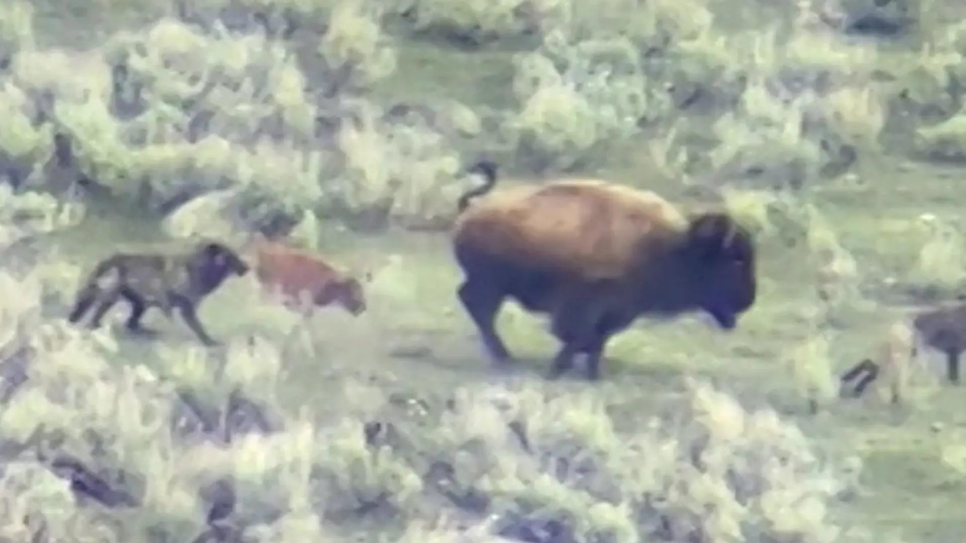 Kurz nach der Geburt! Wolfsrudel greift Bison-Kalb an – Mutter kämpft fast eine Stunde Verfolgungsjagd im Yellowstone-Nationalpark