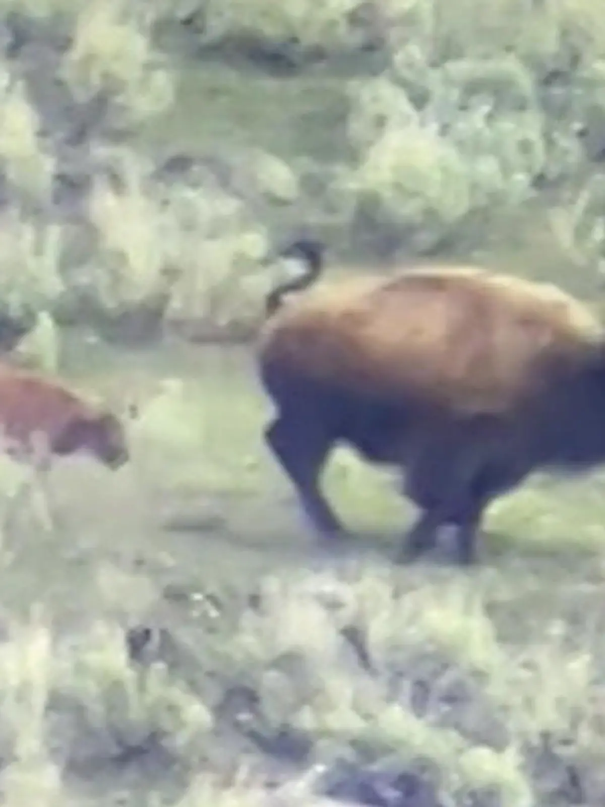 Bild zu: "Kurz nach der Geburt! Wolfsrudel greift Bison-Kalb an – Mutter kämpft fast eine Stunde"