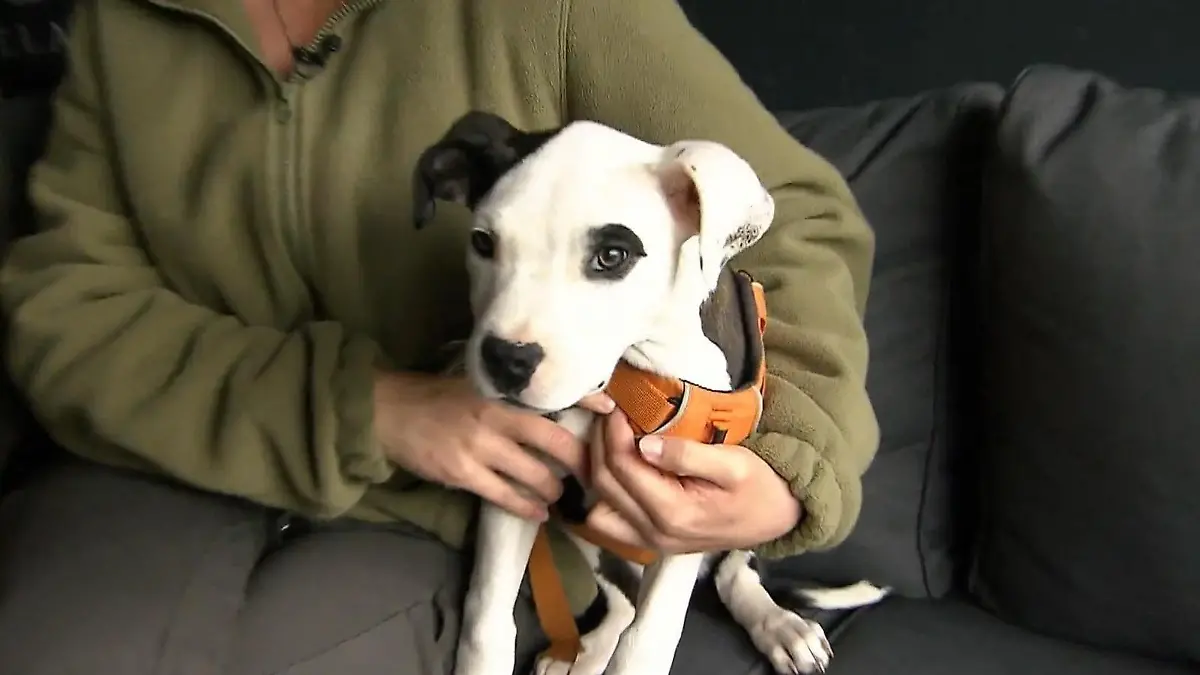 Illegaler Verkauf von Kampfhund-Welpen Ohne Impfung oder Kaufvertrag