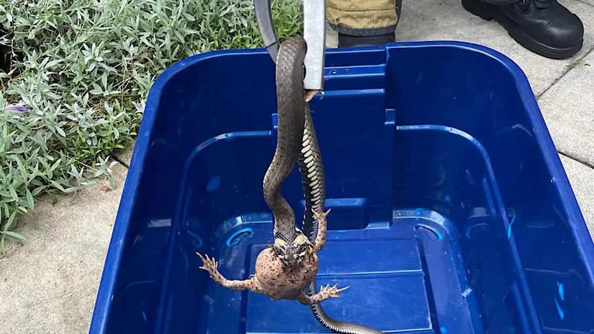 HANDOUT - 13.07.2021, Niedersachsen, Langenhagen: Eine etwa 80 Zentimeter lange Ringelnatter verschlingt eine Kröte. Die Feuerwehr fing das hungrige Reptil mit Beute im Maul in einem Garten und setzte das Tier dann in einem Waldstück wieder aus. (zu dpa: «Feuerwehr fängt krötenfressende Ringelnatter») Foto: Kai Jüttner/Ortsfeuerwehr Krähenwinkel/dpa - ACHTUNG: Nur zur redaktionellen Verwendung im Zusammenhang mit der aktuellen Berichterstattung und nur mit vollständiger Nennung des vorstehenden Credits +++ dpa-Bildfunk +++