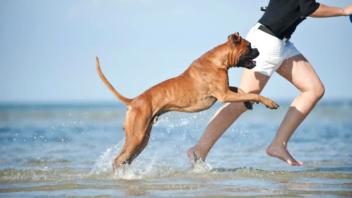 Mit dem Hund ans Meer? Wir verraten euch, auf was ihr unbedingt achten solltet