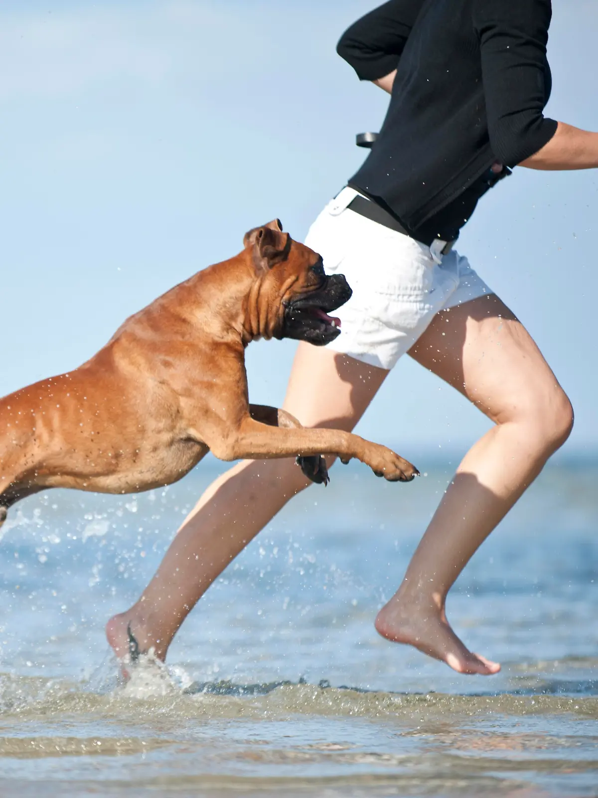 Mit dem Hund ans Meer? Wir verraten euch, auf was ihr unbedingt achten solltet